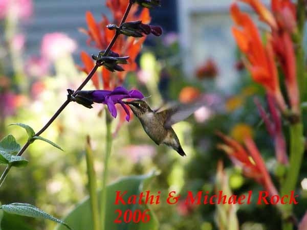 Salvia 'Purple Majesty'